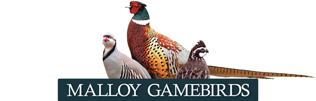 Malloy GameBirds - Iowa Bobwhite Quail, Pheasant and Chukar