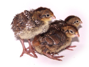 Malloy's Northern Bobwhite Quail at one week old.